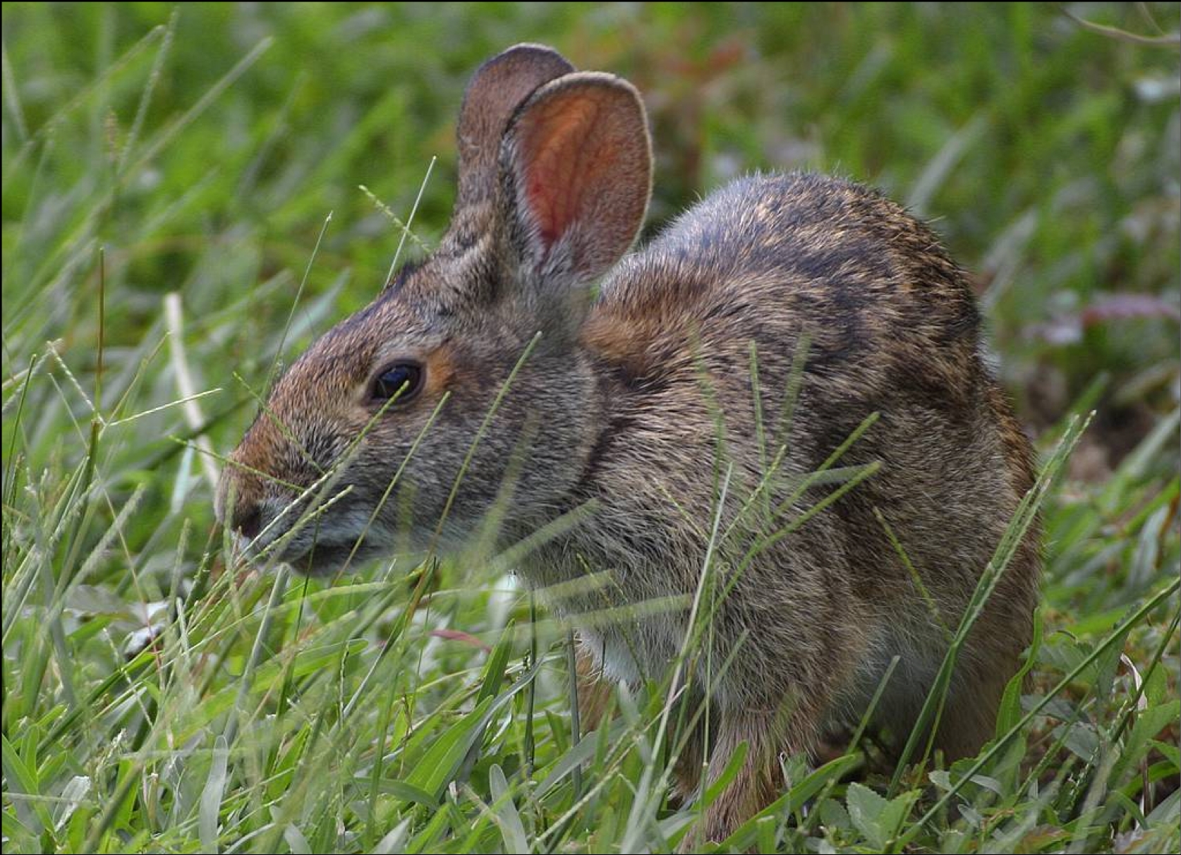 Louisiana Swamp Rabbit Covington Weekly