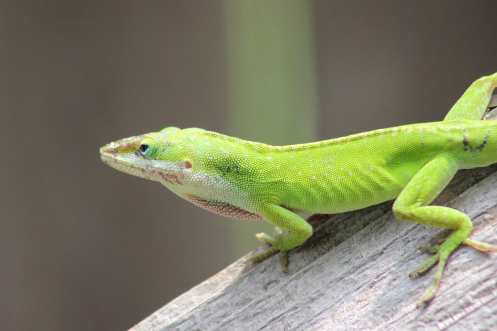 Wildlife Lookout the Green Anole Lizard Covington Weekly