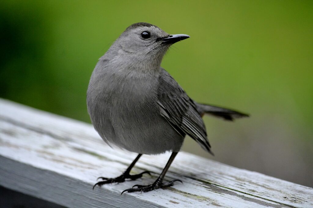 wildlife-lookout-catbirds-mockingbirds-covington-weekly