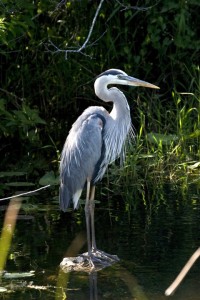 The Great Blue Heron