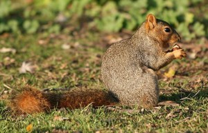 Fox Squirrel