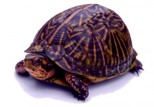 Box Turtle