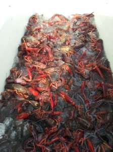 purging crawfish