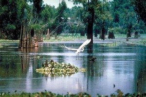 Wetlands Month