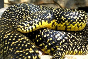 Speckled Kingsnake