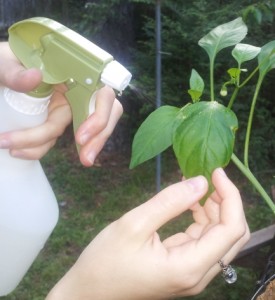 Spraying Leaf