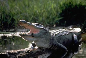 American Alligator