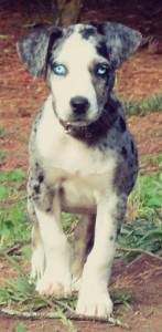 Catahoula puppy