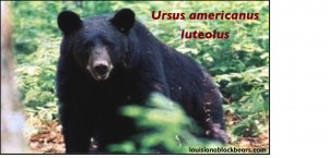 Louisiana Black Bear