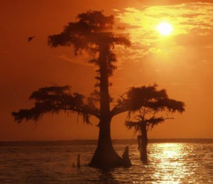 Bald Cypress