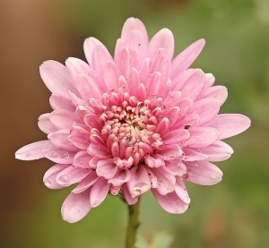 pink chrysanthemum