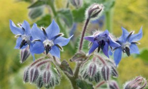 Borage flowers