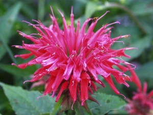 Bee Balm Flower