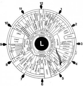 Iridology Left Eye