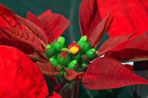 poinsettia flowers