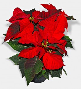 poinsettia