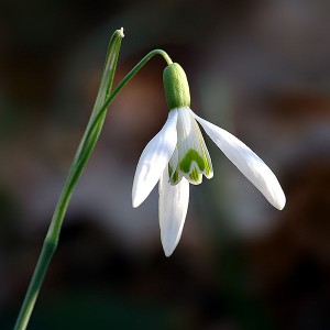 Galanthus (Snowdrop)