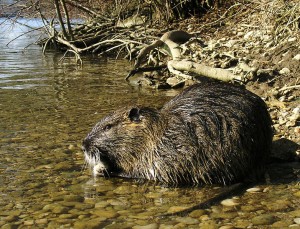 Coypu: aka Nutria, River Rat