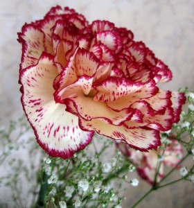 carnation