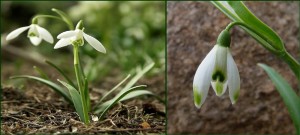 snowdrop flower