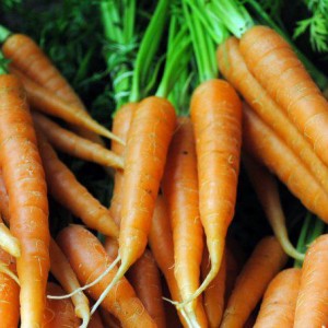 True Baby Carrots from Slice of Heaven Farm at the Covington Farmer's Market