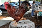 Tabasco, Covington Farmer's Market Mascot "Roux-ster"