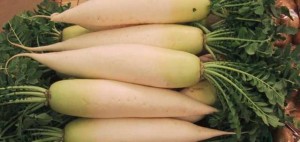 Daikon_Japan