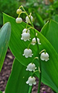 Convallaria majalis