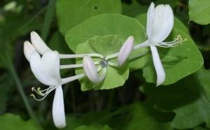 honeysuckle