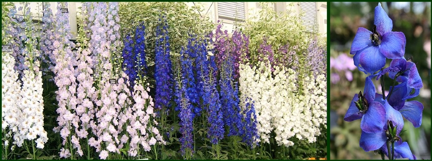 larkspur col