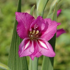 600px-Gladiolus_imbricatus1002