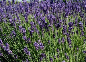 Lavender 