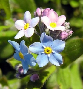 Myosotis arvensis