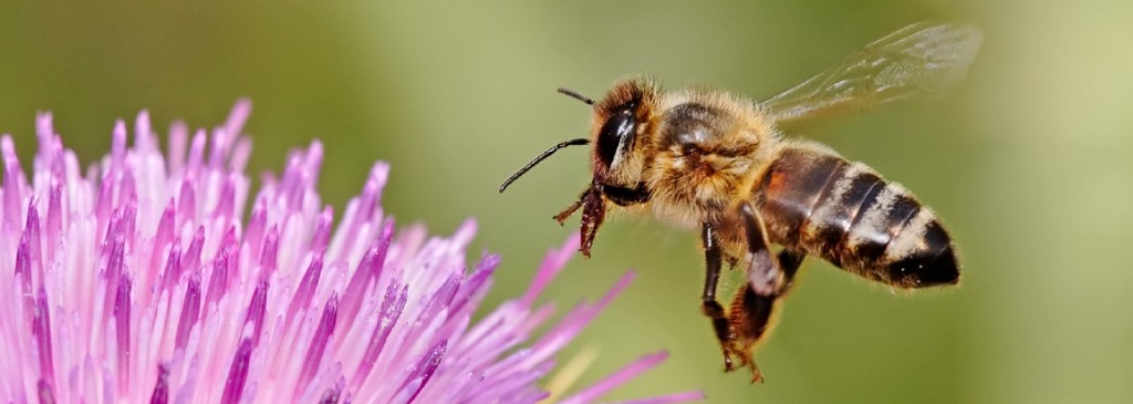 Honeybee_landing_on_milkthistle02ed