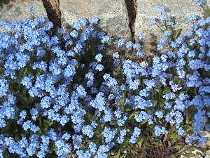 German Forget-Me-Nots