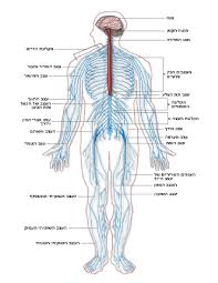 nervous system