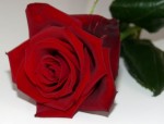 Valentine Rose