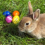 Hop On Over To Good Dog Naturally For Pet Pics With The Easter Bunny This Saturday