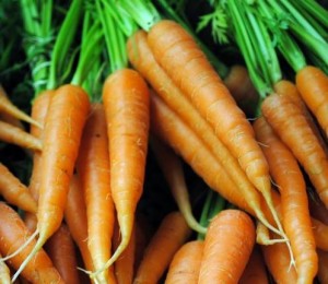Carrots from Slice of Heaven Farm, photo from Slice of Heaven Farm