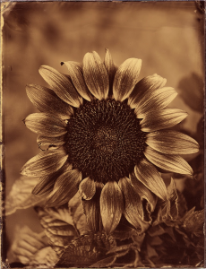 Ferrous & Flora: A Vision via the 19th Century Photographic Process of Wet Plate Ambrotype, New Artwork by Robert Dutruch at Three River's Gallery