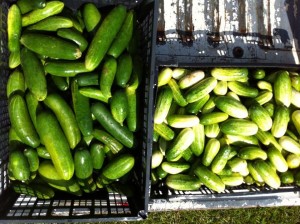 Cucumbers from Bartlett Farm