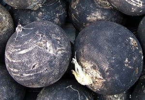 Plenty of winter radish! Grab some from Houston at Father & Son Farm