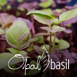 Opal Basil is the food demo for the Saturday market