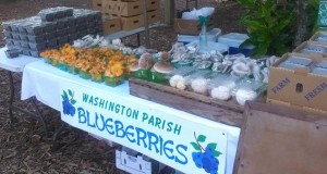 Screaming Oaks Mushroom Farm table last Saturday - mushrooms, blueberries & chickens!