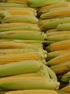 corn-corn-on-the-cob-corn-kernels-food-eat