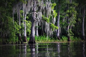 swamp-bayou-louisiana-moss-cypress-nature