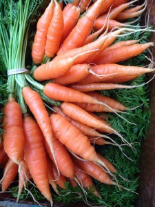 First carrots of the season from Bartlett Farm