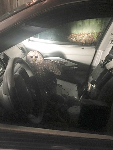 This Owl flew into the CPD patrol car of Officer Lance Benjamin early Christmas Eve morning.  Benjamin was on routine patrol in a local neighborhood at the time.  Officer Benjamin received only minor scratches and the story made CNN.  Photo posted by Chief Tim Lentz. 