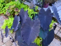 The English Tea Room, Downtown Covington, LA