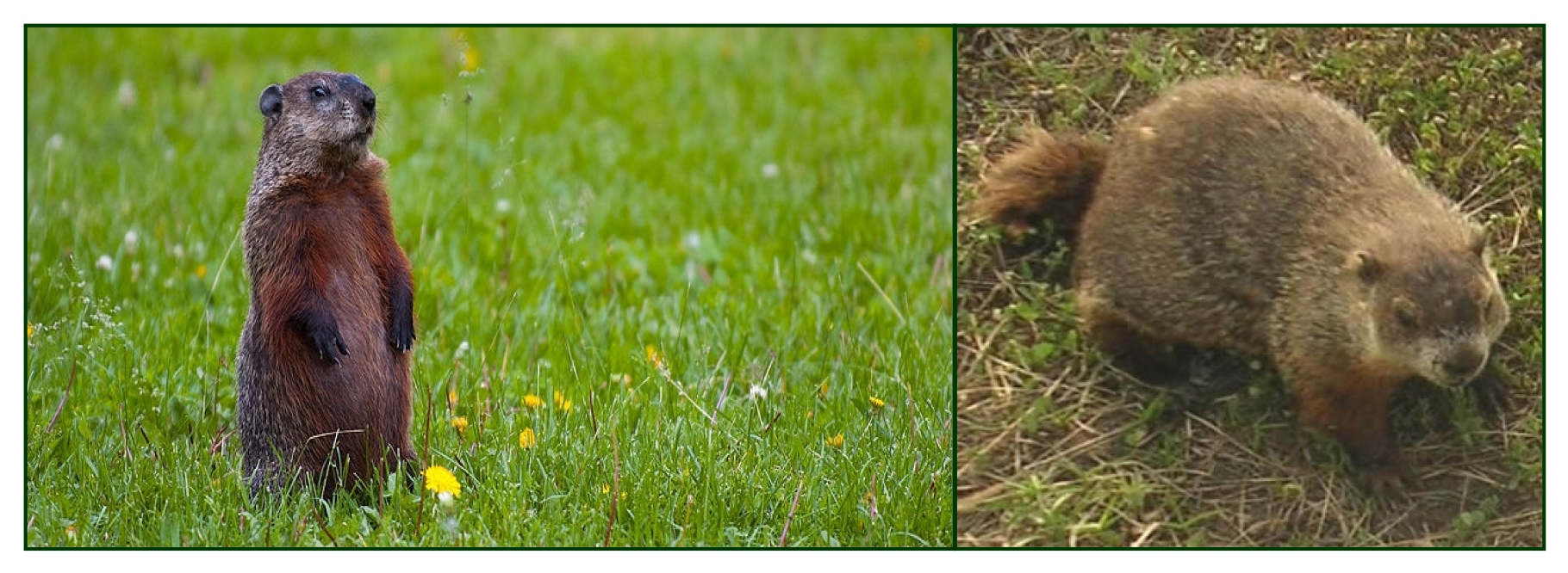 Groundhog Day? Here in Louisiana, it’s Nutria Day | Covington Weekly